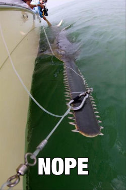 srsfunny:  The Saw Of The Seahttp://srsfunny.tumblr.com/
