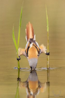 snaappy:nedofoxford:whatthefauna:Bearded reedlings are known