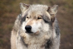 wolfparkinterns:  Wotan