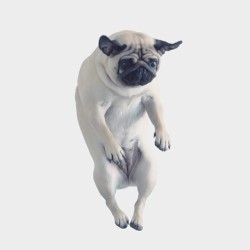meetthepugs:  “I BELIEVE I CAN FLY 👼” - LOULOU #rkelly