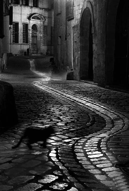 edoardojazzy:   Cat in the night  Ph: unknown  https://painted-face.com/