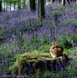 pagewoman:    Rabbit in Bluebell Woods   by warren photographic 