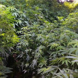 weedporndaily:  by @_jinxproof  Happy looking garden(: