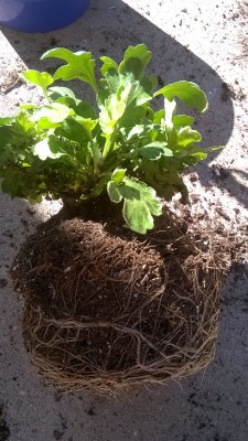 I discovered the real reasons why my garden mums weren’t doing