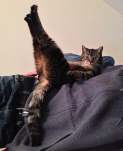 avaireofficial:  this cat has better legs than me 