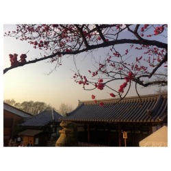 sakura in kyoto 