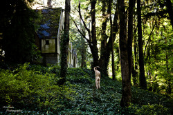 Liam Y, 2014. Abandoned Tudor house in Washington Park, Portland,