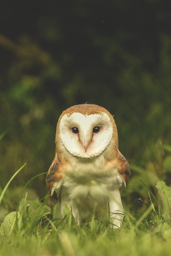 lsleofskye:Barn Owl