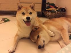 Shiba Lovers