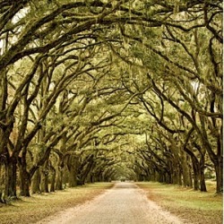 Savannah, Georgia en We Heart It. http://weheartit.com/entry/69114992/via/ZulemaSavina82