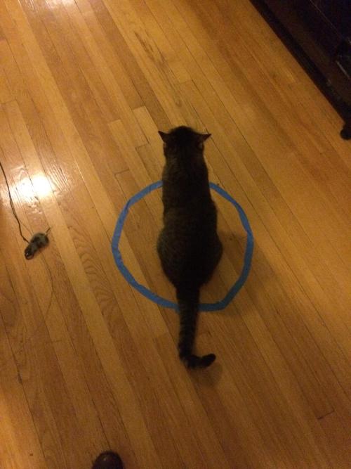 nonefucked:  catsbeaversandducks:  Cat Circles, the amazing phenomenon in which a cat will deliberately sit in a circle on the floor. Photos via Reddit  the last one 