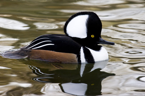Cruisin’ like a boss (a Hooded Merganser drake with his feathered crest fully displayed)