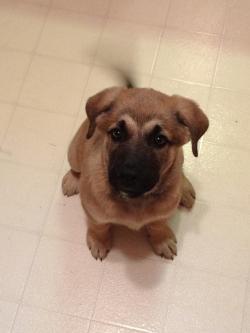 awwww-cute:  We just brought this little guy home, he’s pretty