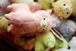 I will have an alpaca plush &hellip;one day