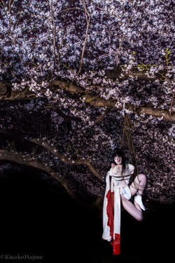 kinokohajime:  夜桜緊縛:Cherry Blossom Bondage In The Midnight