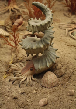 sixpenceee:  Replica of a turrilitid ammonite is from the Cretaceous