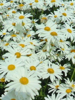 vwcampervan-aldridge:  Oxeye Daisies, Hardwick Hall Gardens,