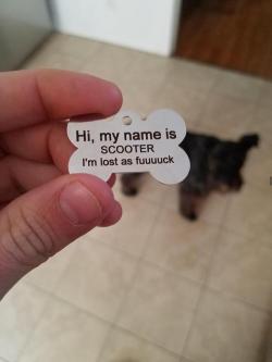 pleatedjeans:  best dog tag [x]