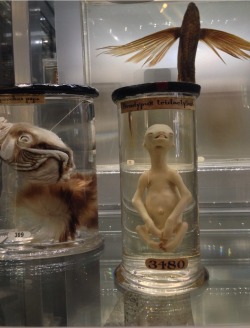 crookedindifference:  I spent the afternoon at the Hunterian