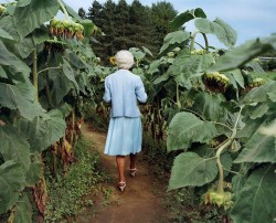 nwaj: Sheron Rupp, “Trudy in Annie’s Sunflower Maze, Amherst,