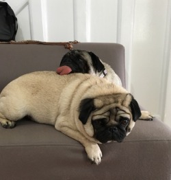 pugs:  relationship goals 