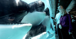 shyghost:  SeaWorld just got busted by a US government agency