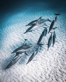 optically-aroused:    nolanomura :: Family 🐬  