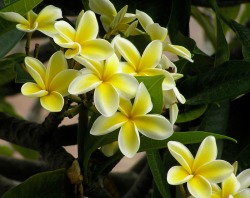 vinmarco:  Frangipani 