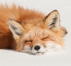 beautiful-wildlife:  Sleeping Fox by Les Piccolo