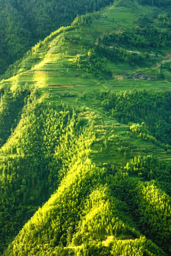 earthdaily:  Rice terraces and bamboo forest by *juhku  more +here+