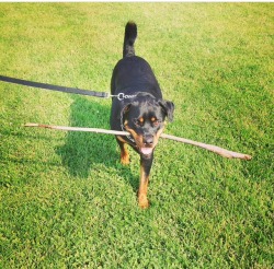 My pup loves sticks