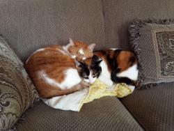 awwww-cute:  Found together as stray kittens. Now 12 years old.