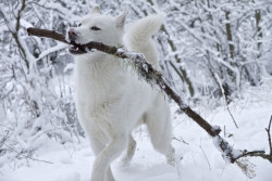 awwww-cute:  So… my Siberian Husky enjoyed his first ever day