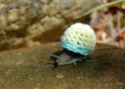 earthlynation:  Snail. in. a. SWEATER.   sweater meme has gone