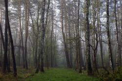 darkface:Dreamy forest (by Frame_finder)