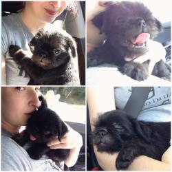 lost-lil-kitty:  Winny’s car ride home!!!!! 🐶❤️ 