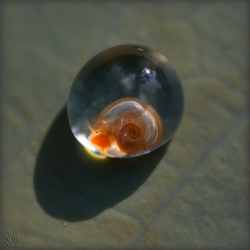 geneticist:  Baby snail in its egg before hatching 