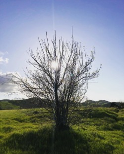 #treeswithoutleaves #favorite #eastcounty #antioch @cityofantioch