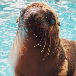 neaq:  Ron the sea lion pup! He’ll be a year old next month,