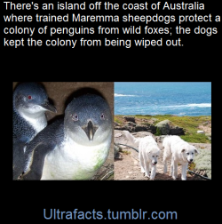 ultrafacts:  “No foxes have killed penguins in the past seven