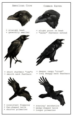 avianawareness:  ofpaperandponies:  Crow Vs. Raven by PasoRavens