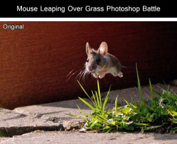 509cub:  tastefullyoffensive:  Mouse Leaping Over Grass Photoshop