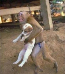 During an explosion in China, a video captured this monkey saving