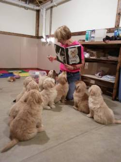 awwww-cute:  Reading therapy dogs in training 