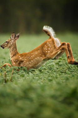  500px: Running Deer ~ By JRD PHOTOGRAPHY »       