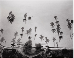 thephotoregistry: Palm Trees, Miami Beach, Florida, 1987 Marilyn