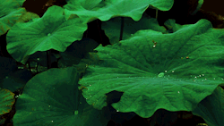 riced0ll: Green raindrop 