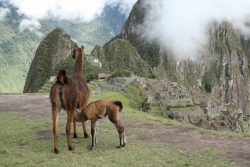 ecmajor:  Never a bad day for llama milfs..!  due to the previous