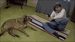 beam-meh-up-scotty:  anomaly1:  4gifs:  Dog is better at yoga.