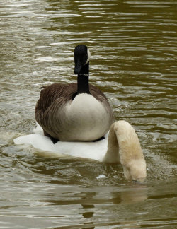 becausebirds:  rixwilson:  WTF …… A Canadian Goose on a swan.